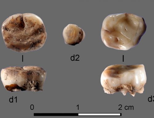 DNA from 31,000-year-old human teeth reveals new ethnic group living in Siberia during last Ice Age